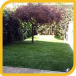 produzione_alberi_acero