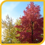 produzione_alberi_bosco