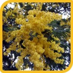 produzione_alberi_mimosa