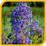 produzione_arbusti_ceanothus
