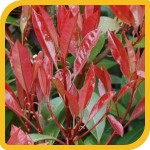 produzione_arbusti_photinia