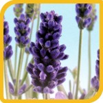 produzione_aromatiche_lavanda