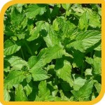 produzione_aromatiche_menta