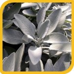produzione_aromatiche_salvia