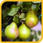 produzione_frutti_pero