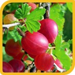 produzione_frutti_uva