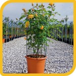 produzione_rosai_cilindro_michela
