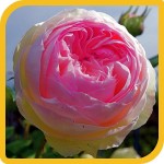 produzione_rosai_virginia